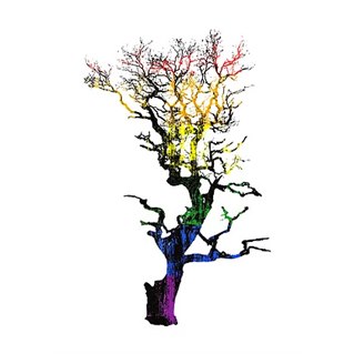 Juliste - Tree Rainbow